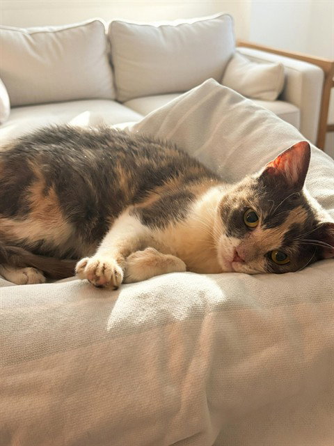 picture of the cat needing adoption