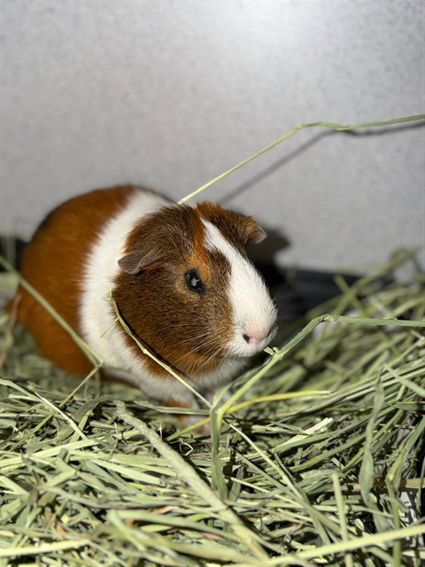 RALPH, a guinea pig for adoption from Los Angeles County Animal Control - Agoura