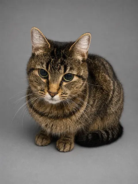 Shanelle - Domestic Short Hair