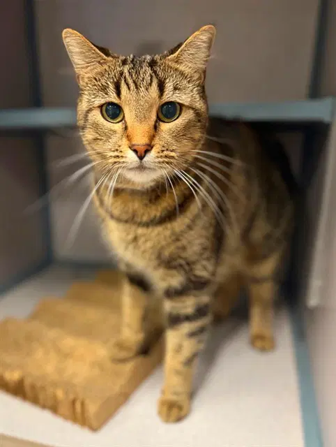 Shanelle - Domestic Short Hair