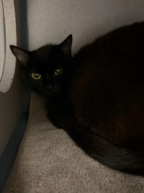 Void - Domestic Short Hair