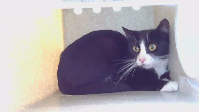 Jack Jacque - Domestic Short Hair