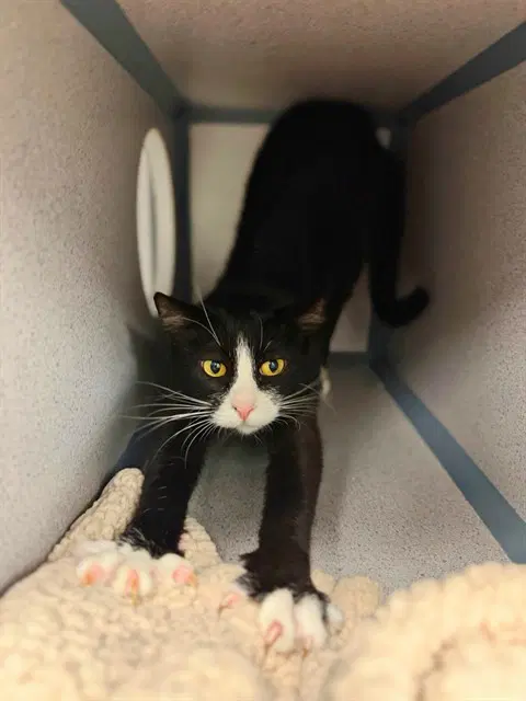Jack Jacque - Domestic Short Hair