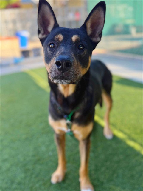 Pierce, Labrador Retriever / Mixed (medium coat)