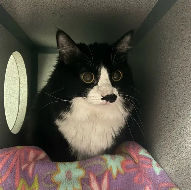 Unknown - Domestic Medium Hair