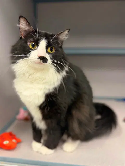 Unknown - Domestic Medium Hair