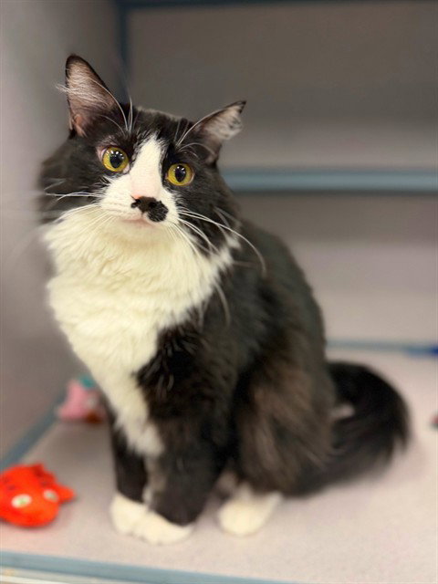 BEATRICE, a cat for adoption from Los Angeles County Animal Control - Agoura