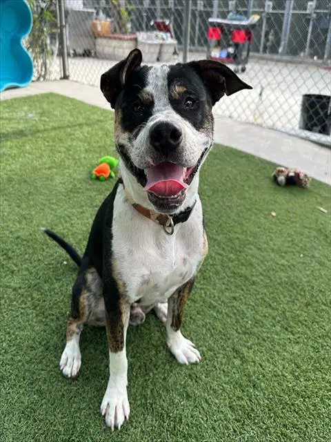 Toby - American Staffordshire Terrier
