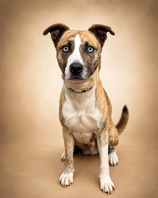 Yokai - Pit Bull Terrier
