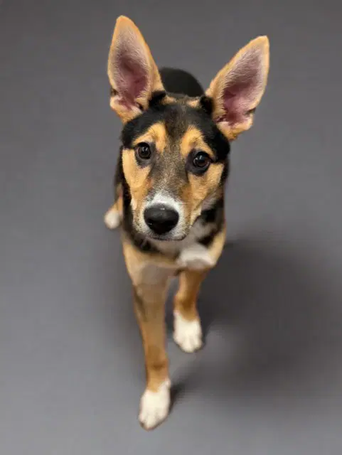 Eddie image 1
