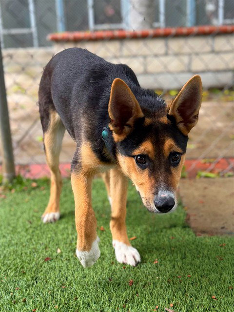 picture of the dog needing adoption