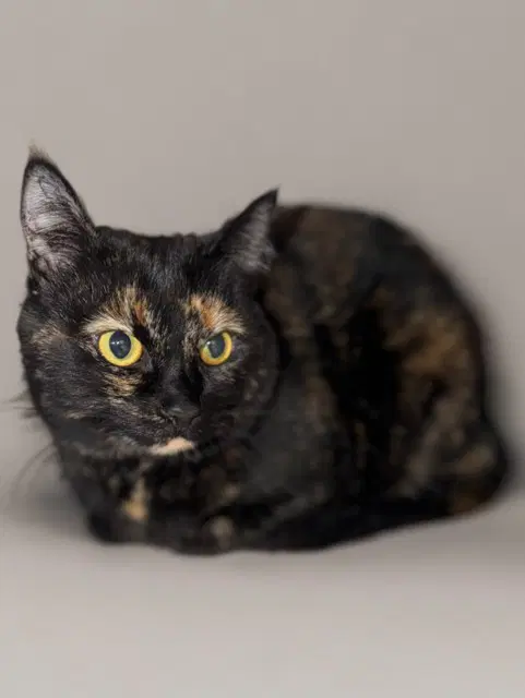 Squee - Domestic Short Hair
