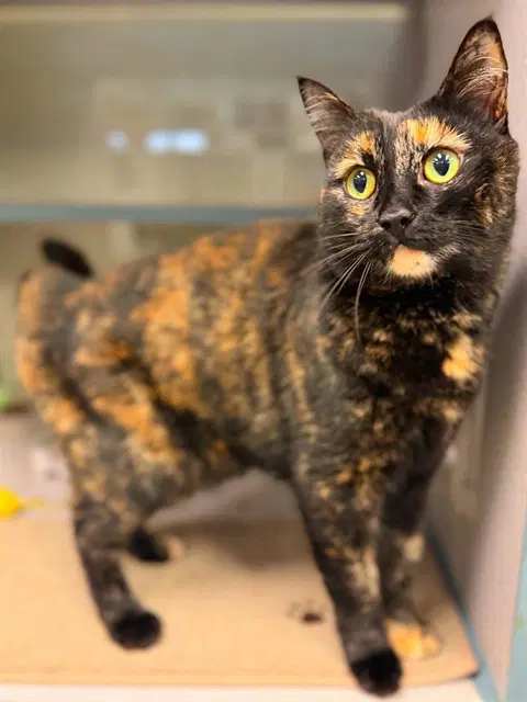 Squee - Domestic Short Hair