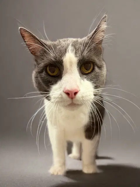 Clyde - Domestic Short Hair