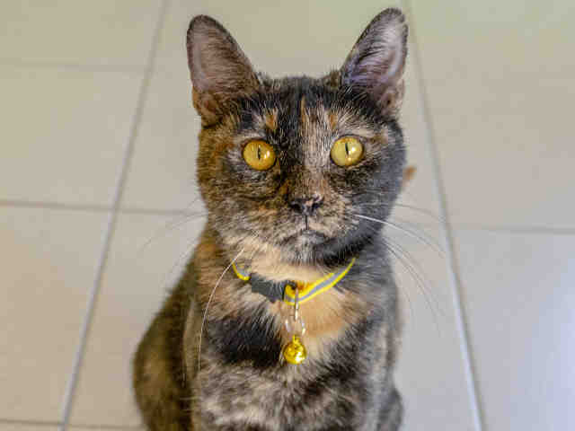 Greta - Domestic Short Hair