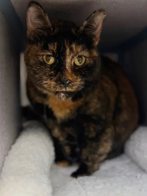 Greta - Domestic Short Hair
