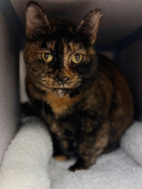 picture of the cat needing adoption