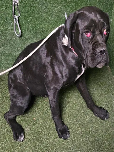 Candy - Cane Corso Mastiff