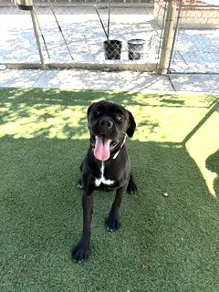 Candy - Cane Corso Mastiff