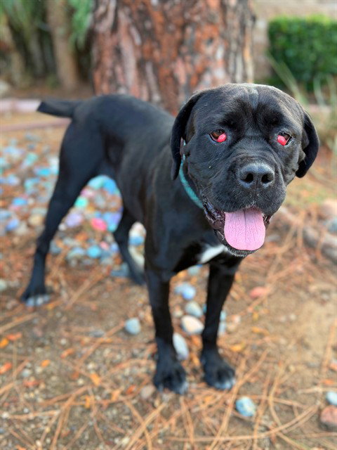 picture of the dog needing adoption