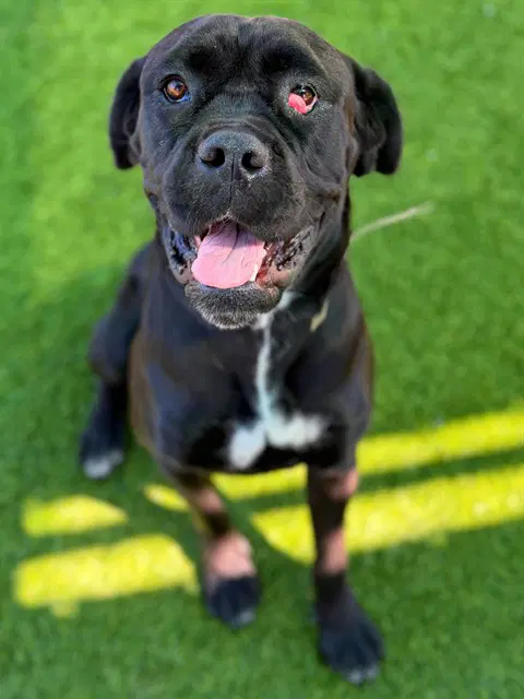 Candy - Cane Corso Mastiff