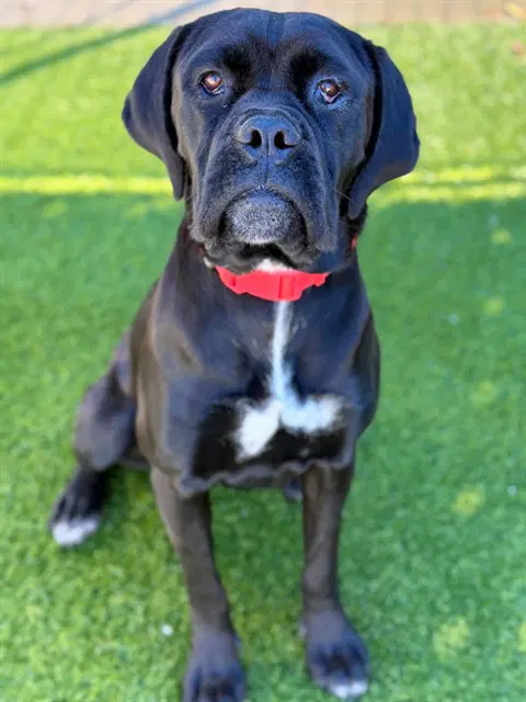 Candy - Cane Corso Mastiff