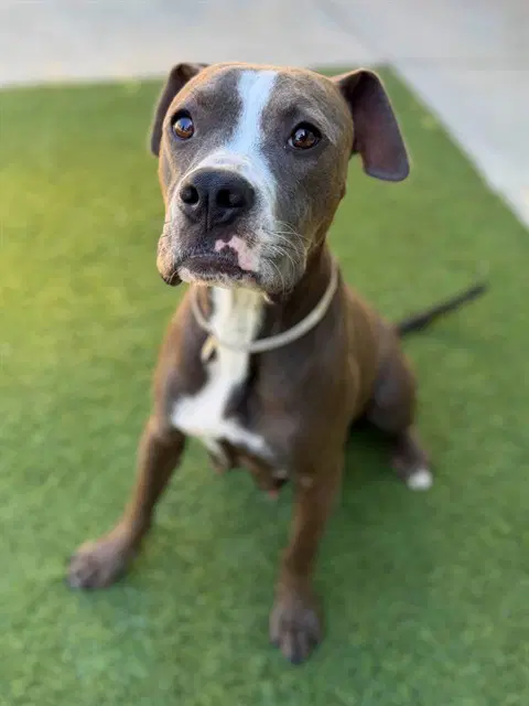 Athena - Pit Bull Terrier