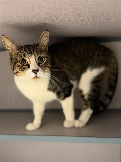 Willow - Domestic Short Hair