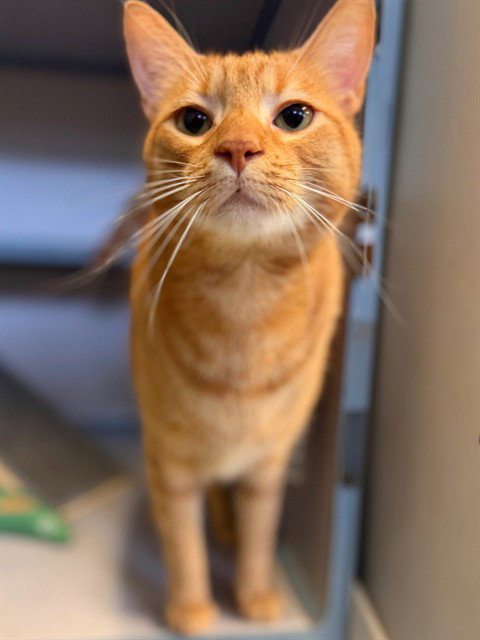 picture of the cat needing adoption