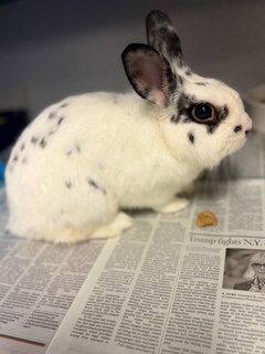 SNOWBALL, a rabbit for adoption from Los Angeles County Animal Control - Agoura
