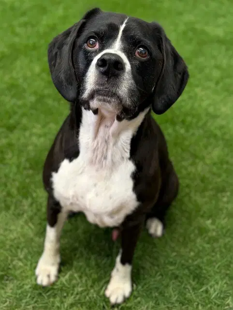 Sage - Basset Hound