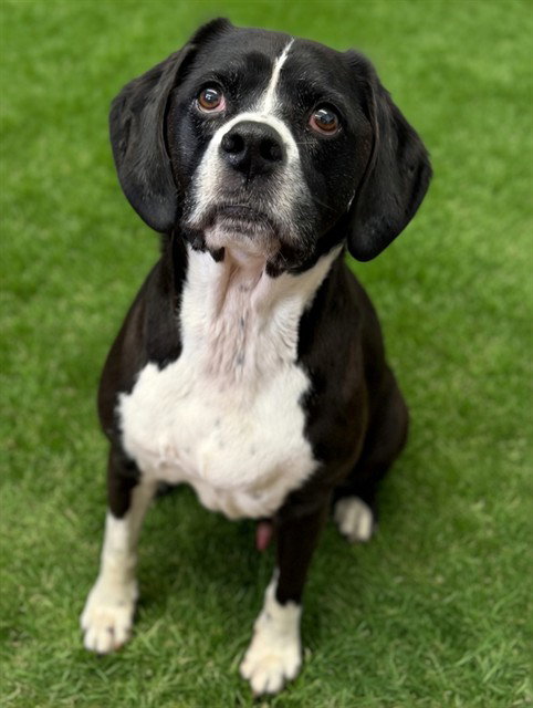 Sage, Basset Hound / Labrador Retriever / Mixed (medium coat)