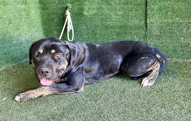 Kane - Rottweiler