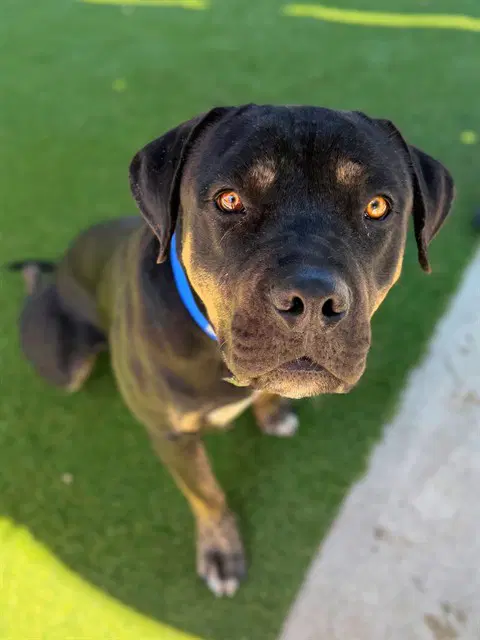 Kane - Rottweiler