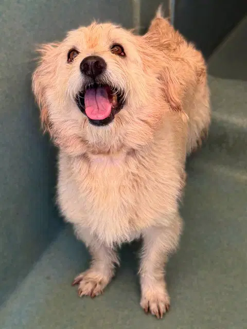 Donkey - Terrier