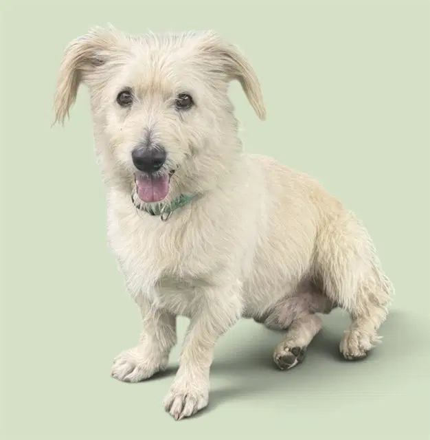 Donkey - Terrier