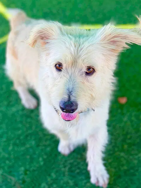 Donkey - Terrier