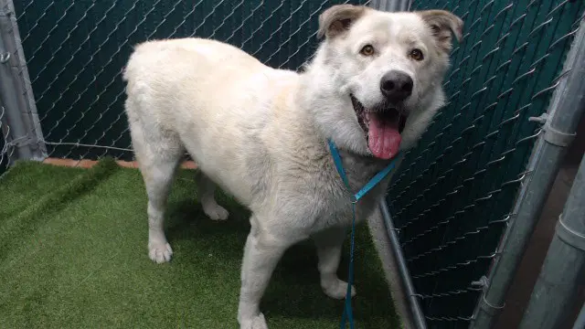 Bruce - Great Pyrenees