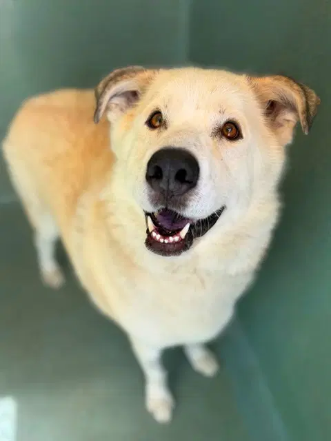 Bruce - Great Pyrenees