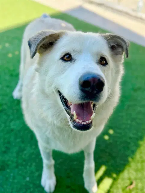 Bruce - Great Pyrenees