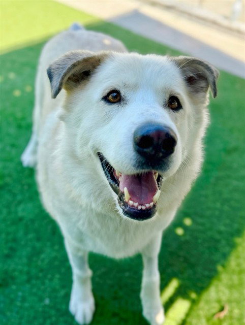 BRUCE, a dog for adoption from Los Angeles County Animal Control - Agoura