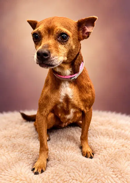 Plum - Chihuahua