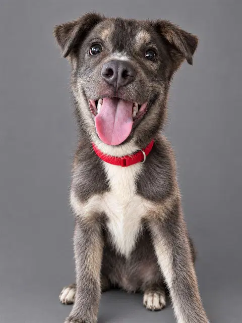 Dante - Pit Bull Terrier