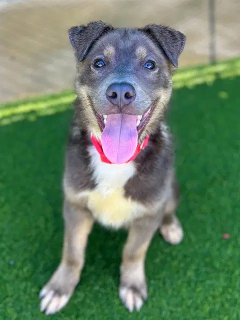 Dante - Pit Bull Terrier