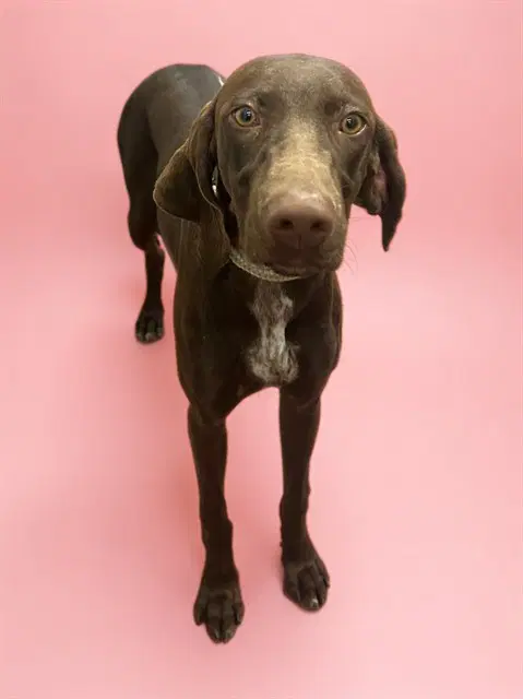 Darleen - Pointer