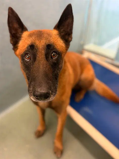 Chase - Belgian Shepherd Malinois