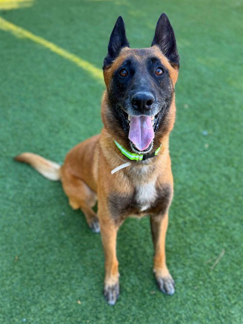 CHASE, a dog for adoption from Los Angeles County Animal Control - Agoura
