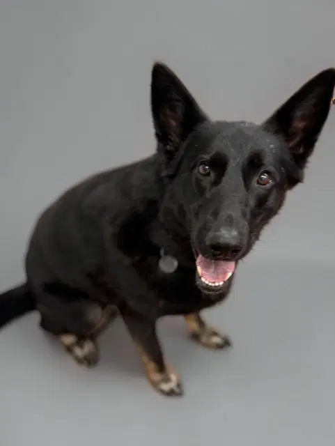 Luna - German Shepherd Dog