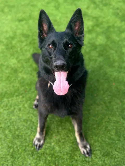 Luna - German Shepherd Dog