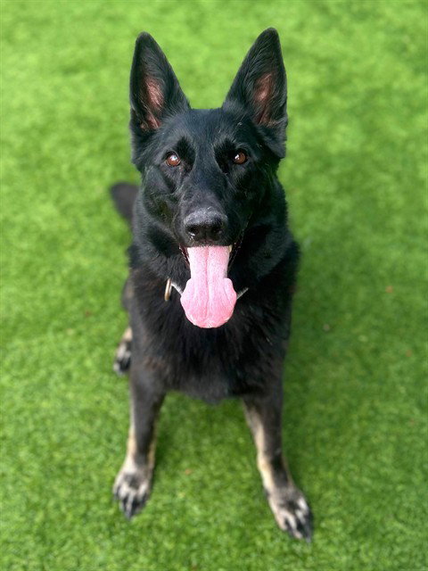 LUNA, a dog for adoption from Los Angeles County Animal Control - Agoura